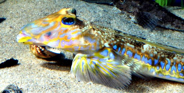 Callionymus lyra_013